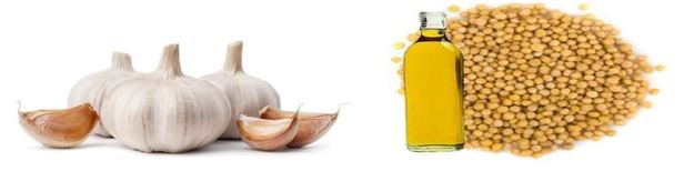 garlic mustard oil